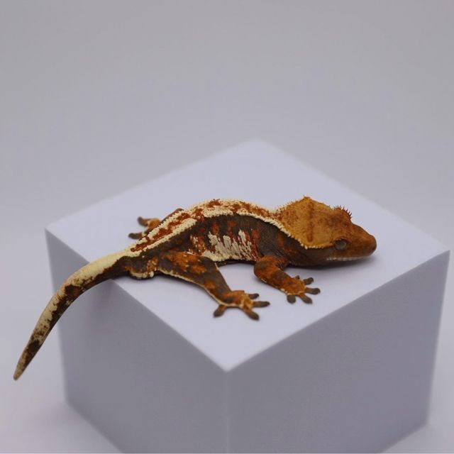 트라이 익스트림할리퀸 바브