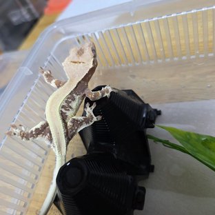 릴리화이트 솔리드백