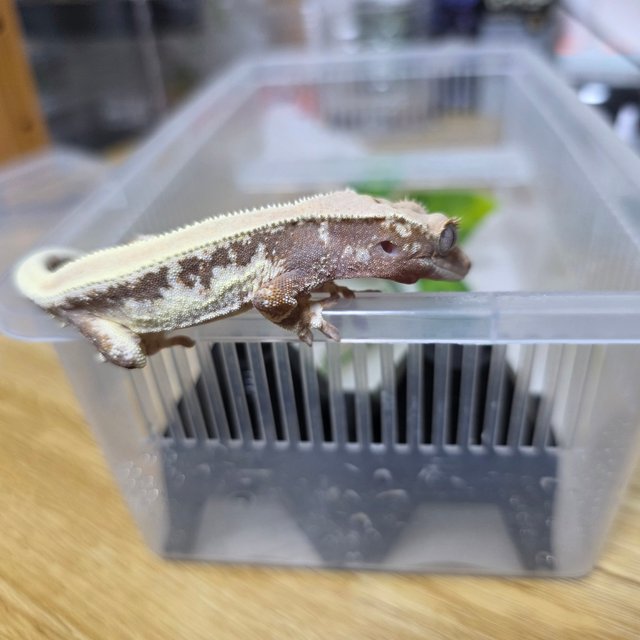 릴리화이트 솔리드백