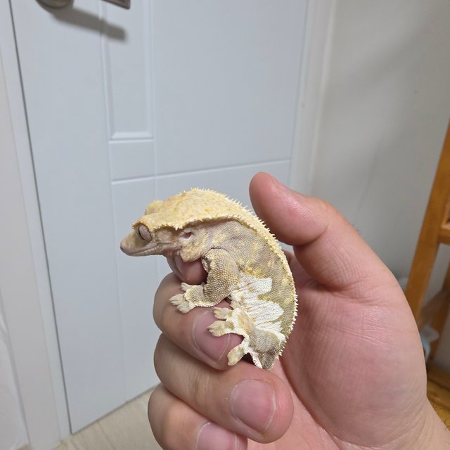 릴리화이트 트라이