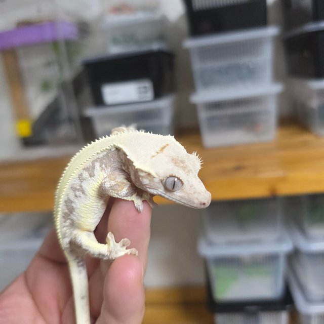 릴리화이트 솔리드백