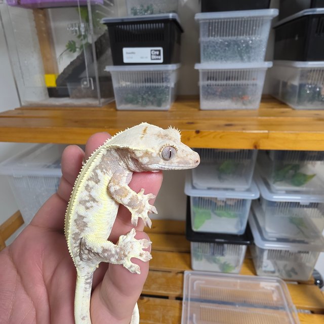 릴리화이트 솔리드백