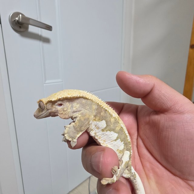 릴리화이트 트라이