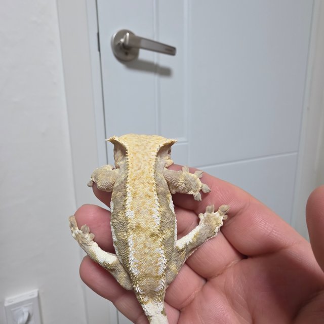 릴리화이트 트라이