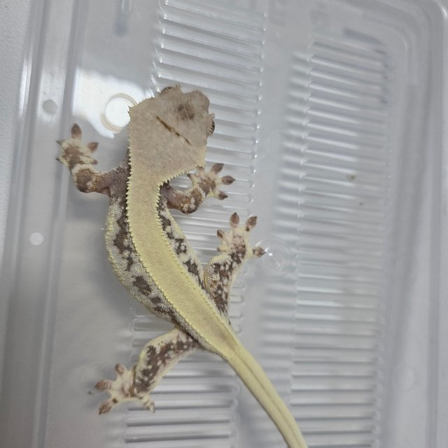 릴리화이트 솔리드백