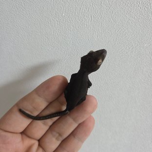 로드×먼지 1031