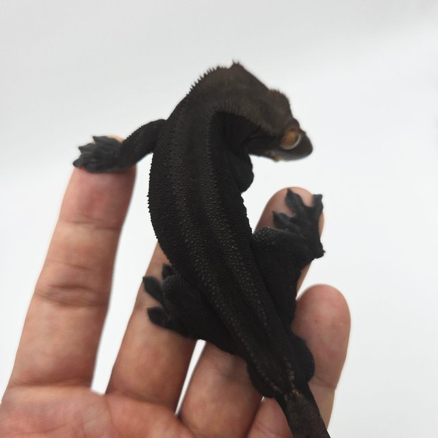 챠콜 슈퍼스트라이프