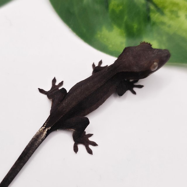 챠콜 슈퍼스트라이프