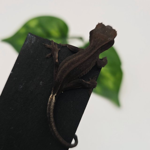 챠콜 슈퍼스트라이프