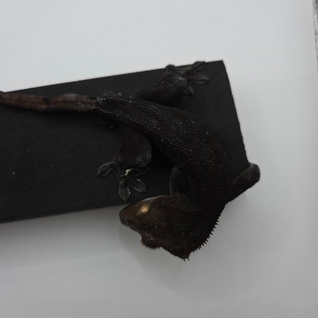 챠콜 슈퍼스트라이프