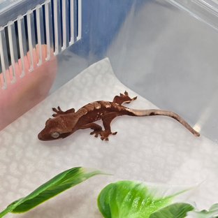 초초