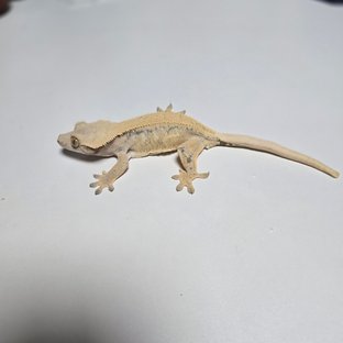 노멀 트라이 드리피 풀핀