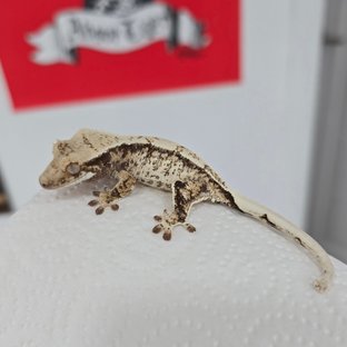 슈퍼세이블 릴리 노멀 트라이 드리피