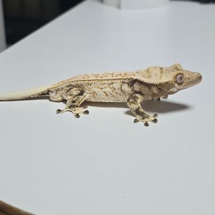 노멀 트라이 드리피 풀핀