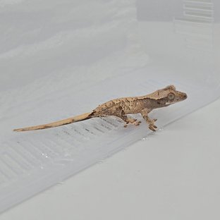 노멀 트라이 할리퀸