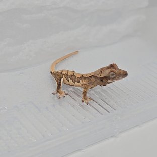 노멀 트라이 할리퀸