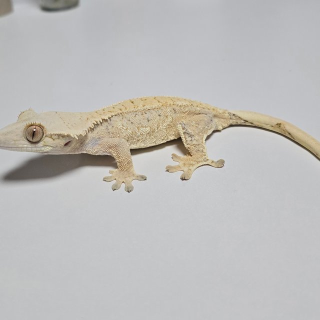 노멀 트라이 할리퀸