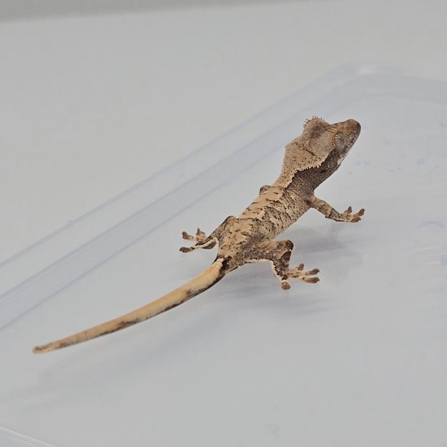 노멀 트라이 할리퀸