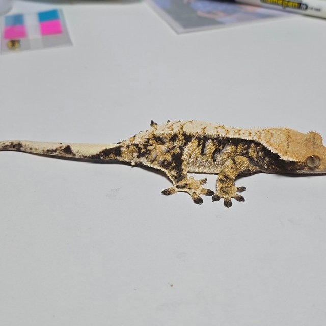 노멀 트라이 익스트림할리퀸 화이트핀