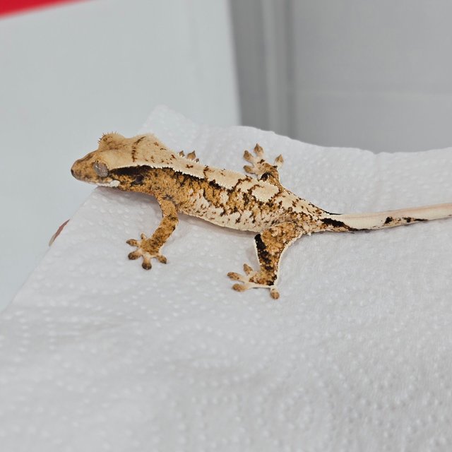 노멀 할리퀸 화이트크라운 화이트스팟