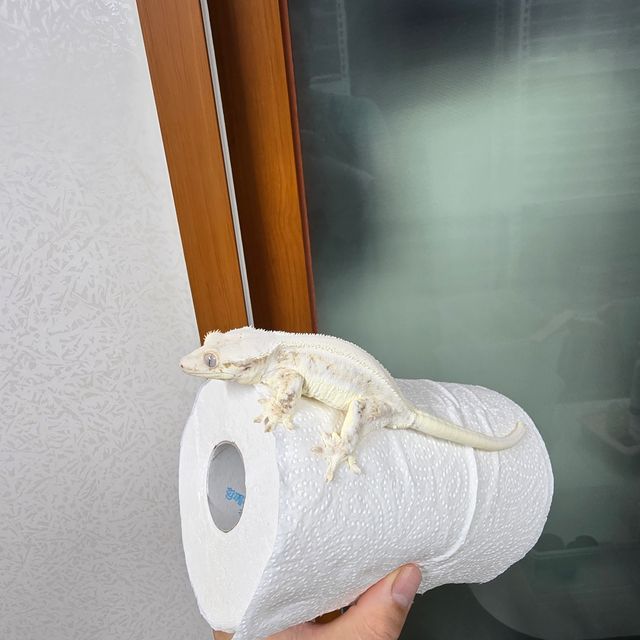 릴리화이트