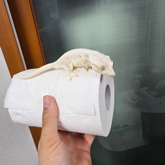 릴리화이트