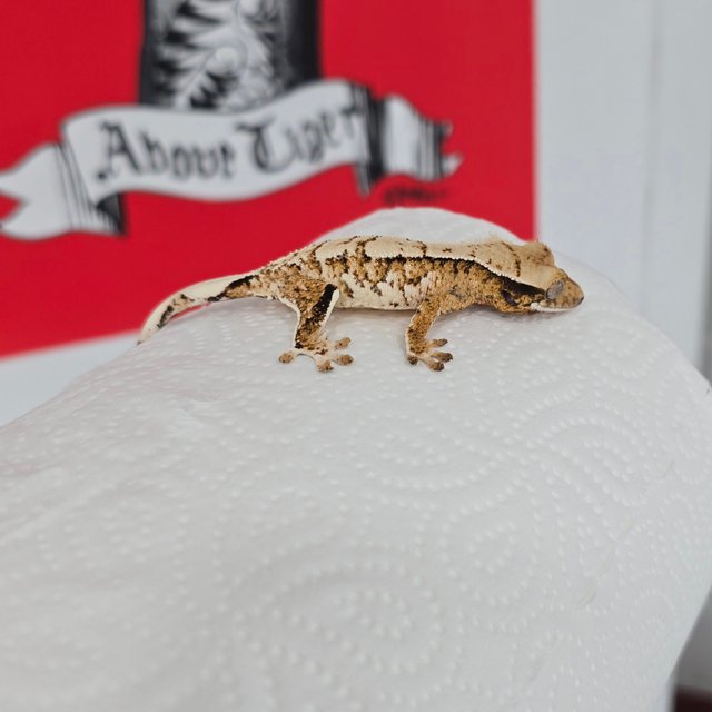 노멀 할리퀸 화이트크라운 화이트스팟