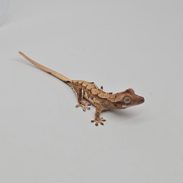 노멀 트라이 할리퀸