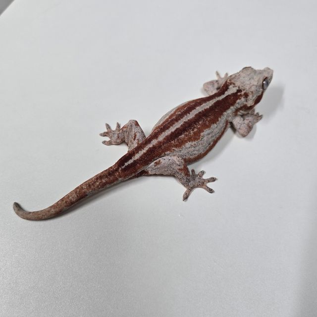 레드