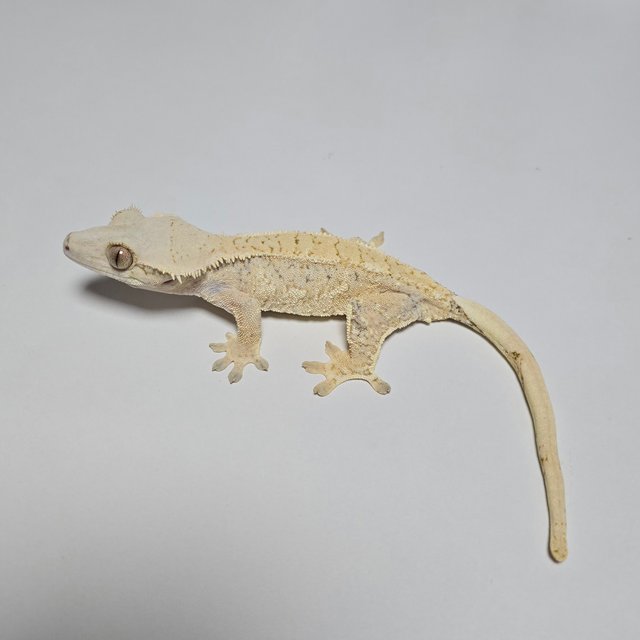 노멀 트라이 할리퀸