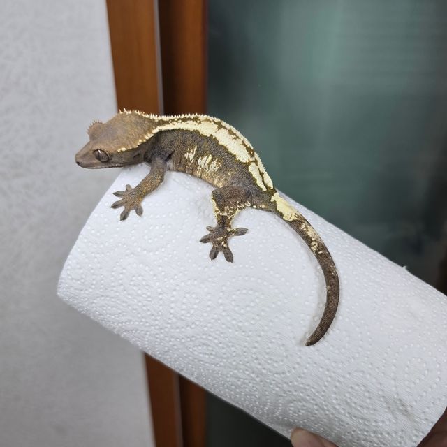세이블