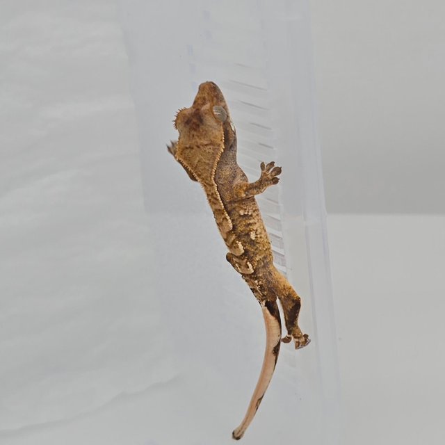 노멀 트라이 할리퀸