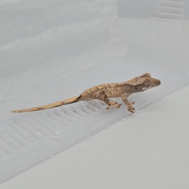 노멀 트라이 할리퀸