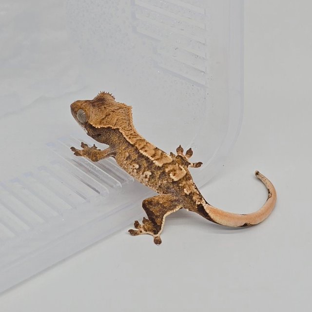 노멀 트라이 할리퀸