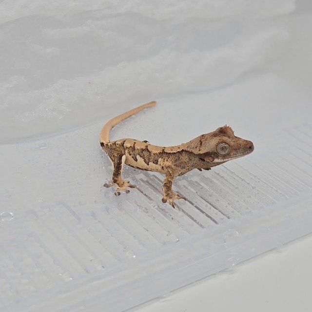 노멀 트라이 할리퀸