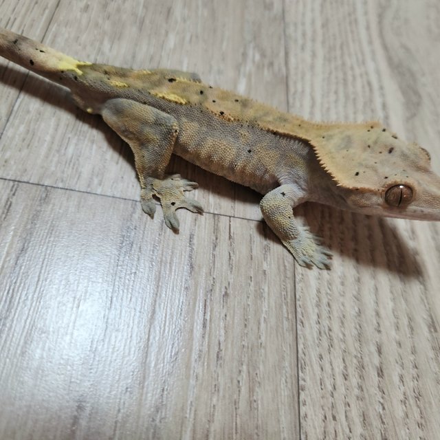 카푸치노 달마시안