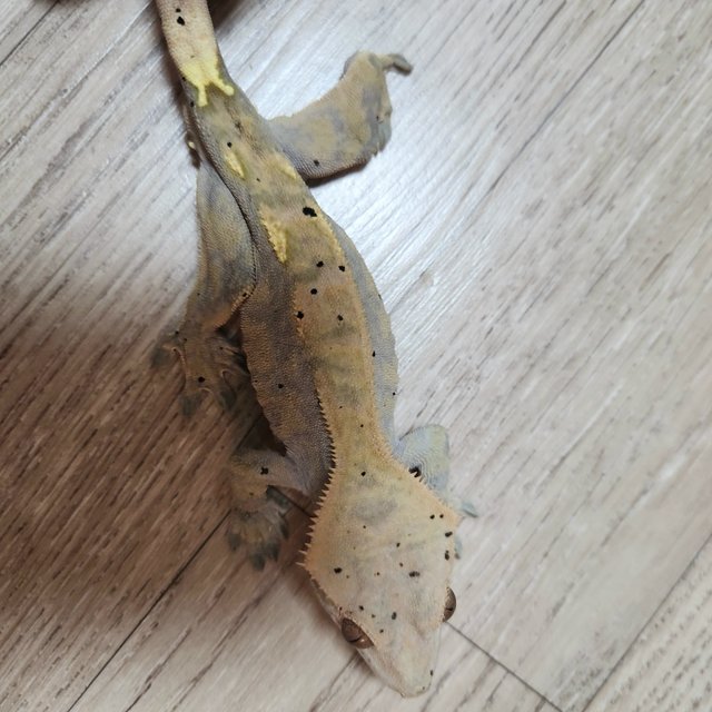 카푸치노 달마시안