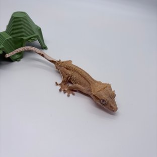 노멀 팬텀 벅스킨