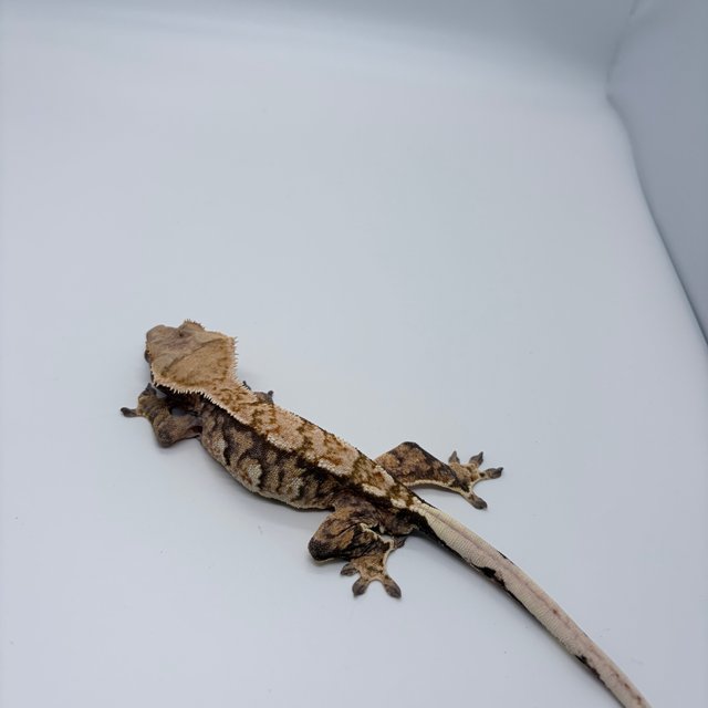 노멀 익스트림할리퀸 트라이