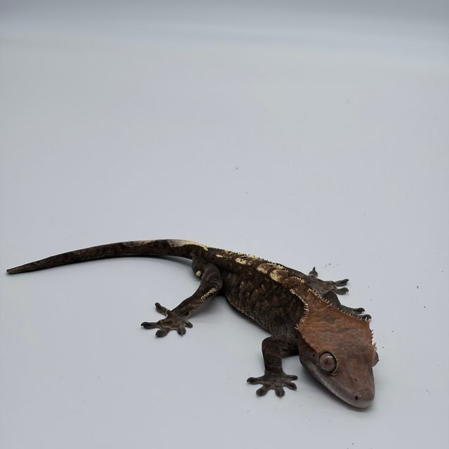 카푸치노 100%헷아잔틱