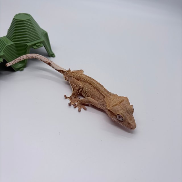 노멀 팬텀 벅스킨