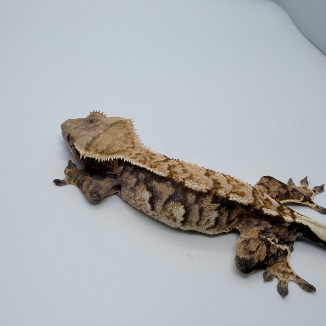 노멀 익스트림할리퀸 트라이