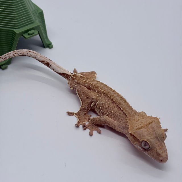 노멀 팬텀 벅스킨