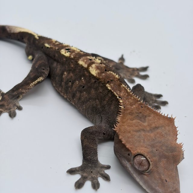 카푸치노 100%헷아잔틱