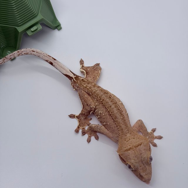 노멀 팬텀 벅스킨