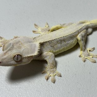 🤍흰둥이🤍