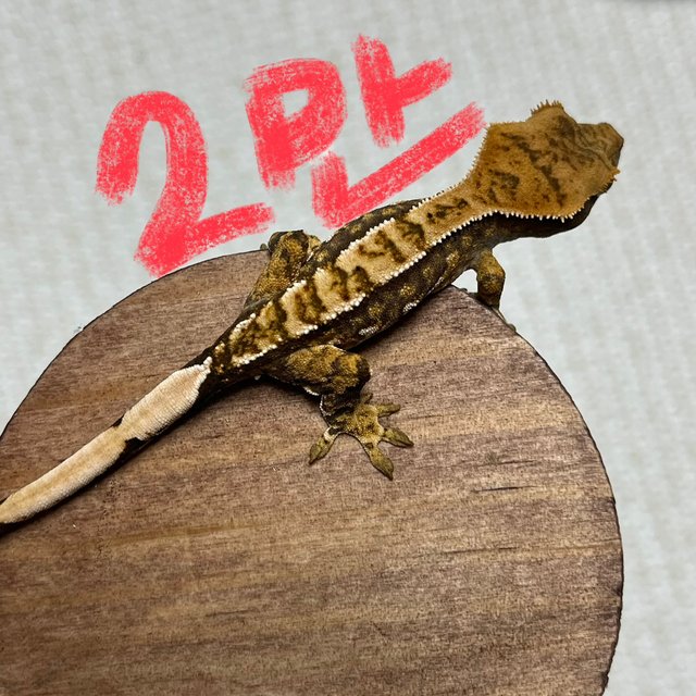 익스트림할리퀸 트라이