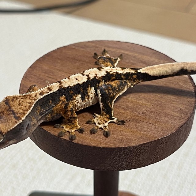 트라이 익스트림할리퀸