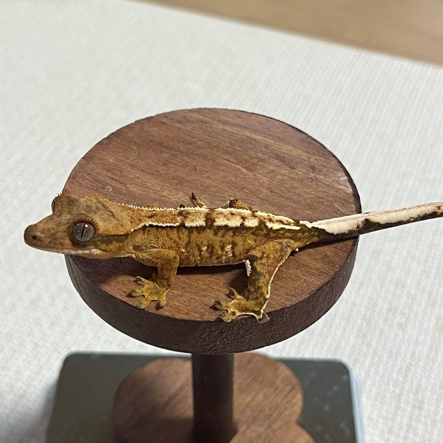 옐로우 크림시클