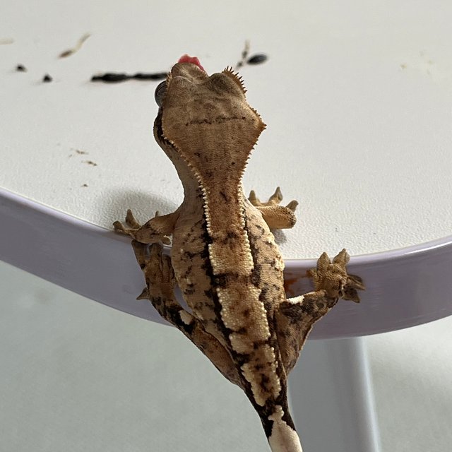 옐로우 크림시클